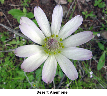 desert anemone